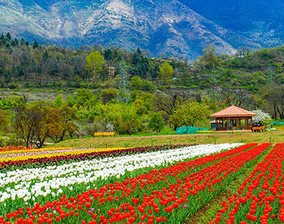 Green Kashmir & Rugged Ladakh Tour